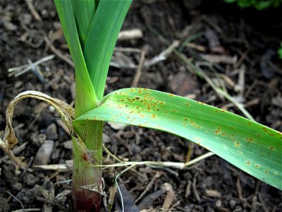 Rust on young garlic plant after record-breaking rains (6 days almost nonstop) in Los Angeles, California. photo