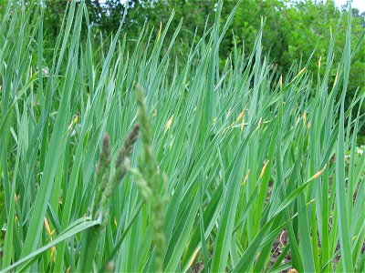 Young stems of garlic photo