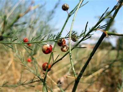 Verwilderter Gemüsespargel (Asparagus officinalis) in Hockenheim-Talhaus