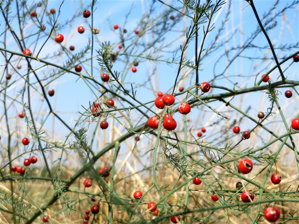 Verwilderter Gemüsespargel (Asparagus officinalis) in Hockenheim-Talhaus