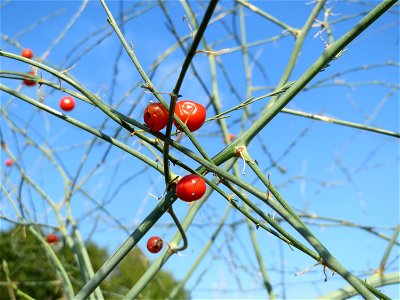 Verwilderter Gemüsespargel (Asparagus officinalis) bei Reilingen
