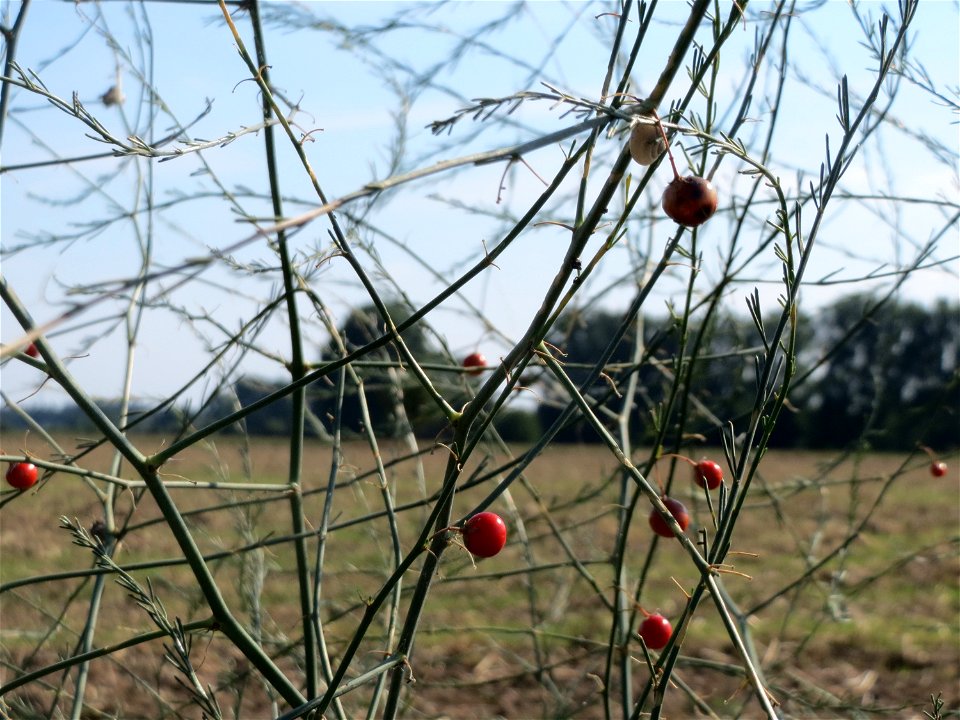 Verwilderter Gemüsespargel (Asparagus officinalis) bei Reilingen