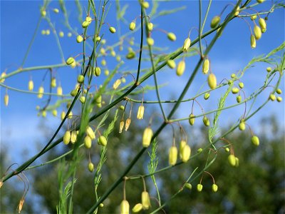 Verwilderter Gemüsespargel (Asparagus officinalis) im Hockenheimer Rheinbogen
