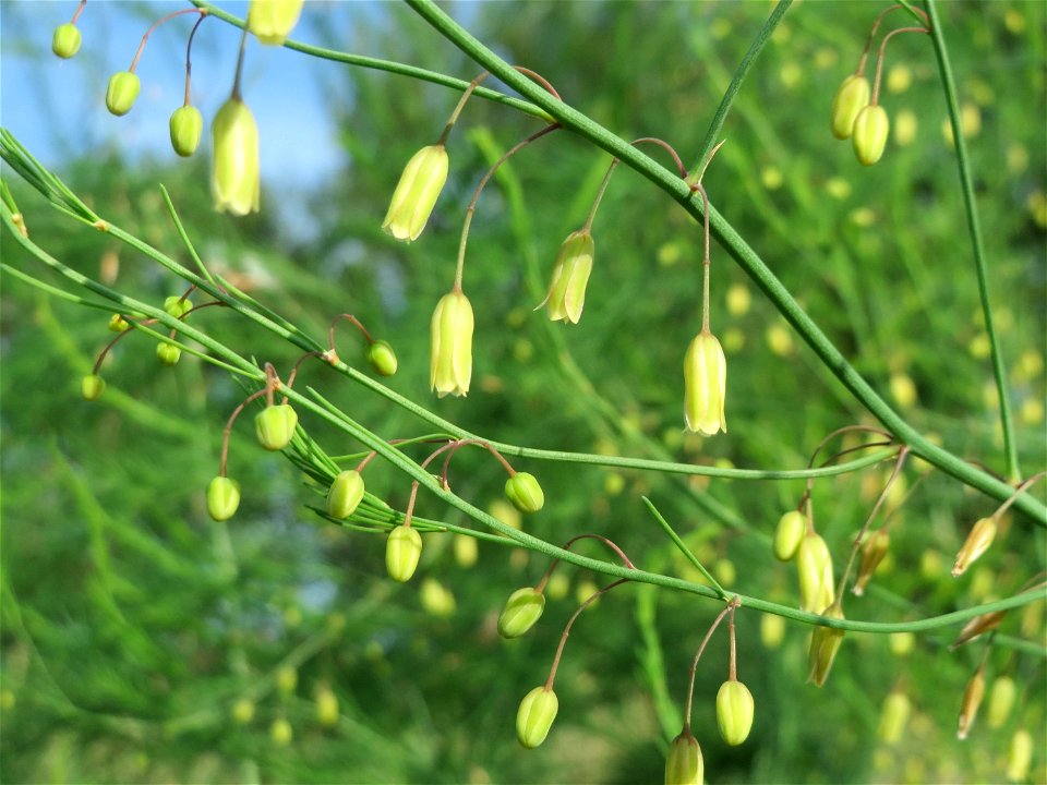 Verwilderter Gemüsespargel (Asparagus officinalis) im Hockenheimer Rheinbogen