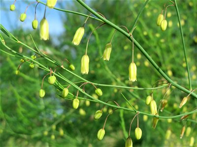 Verwilderter Gemüsespargel (Asparagus officinalis) im Hockenheimer Rheinbogen