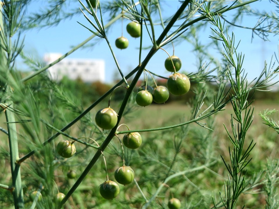 Verwilderter Gemüsespargel (Asparagus officinalis) im Hockenheimer Rheinbogen