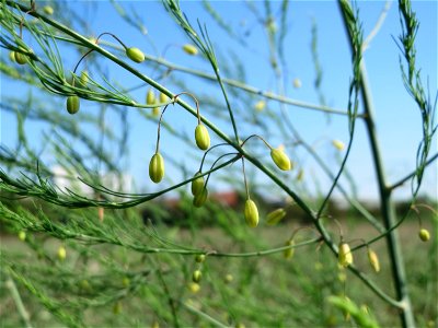 Verwilderter Gemüsespargel (Asparagus officinalis) im Hockenheimer Rheinbogen