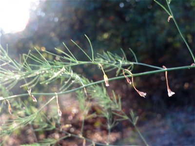 Verwilderter Gemüsespargel (Asparagus officinalis) an der A61 bei Hockenheim
