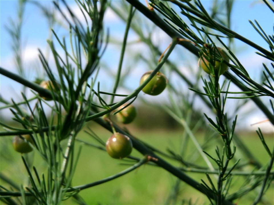 Verwilderter Gemüsespargel (Asparagus officinalis) in Hockenheim-Talhaus