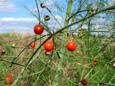 Verwilderter Gemüsespargel (Asparagus officinalis) in Hockenheim-Talhaus