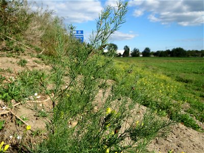 Verwilderter Gemüsespargel (Asparagus officinalis) an der A61 in Hockenheimer Rheinbogen