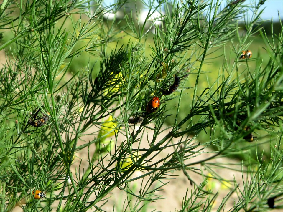 Verwilderter Gemüsespargel (Asparagus officinalis) an der A61 in Hockenheimer Rheinbogen