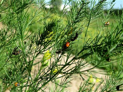Verwilderter Gemüsespargel (Asparagus officinalis) an der A61 in Hockenheimer Rheinbogen