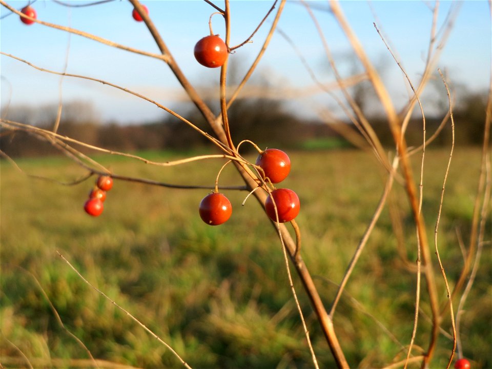 Verwilderter Gemüsespargel (Asparagus officinalis) bei Hockenheim