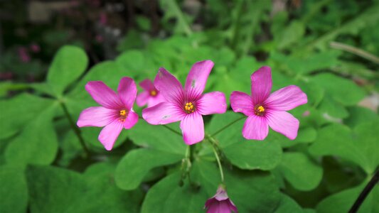 Love the first flowers love