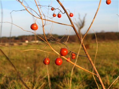 Verwilderter Gemüsespargel (Asparagus officinalis) bei Hockenheim