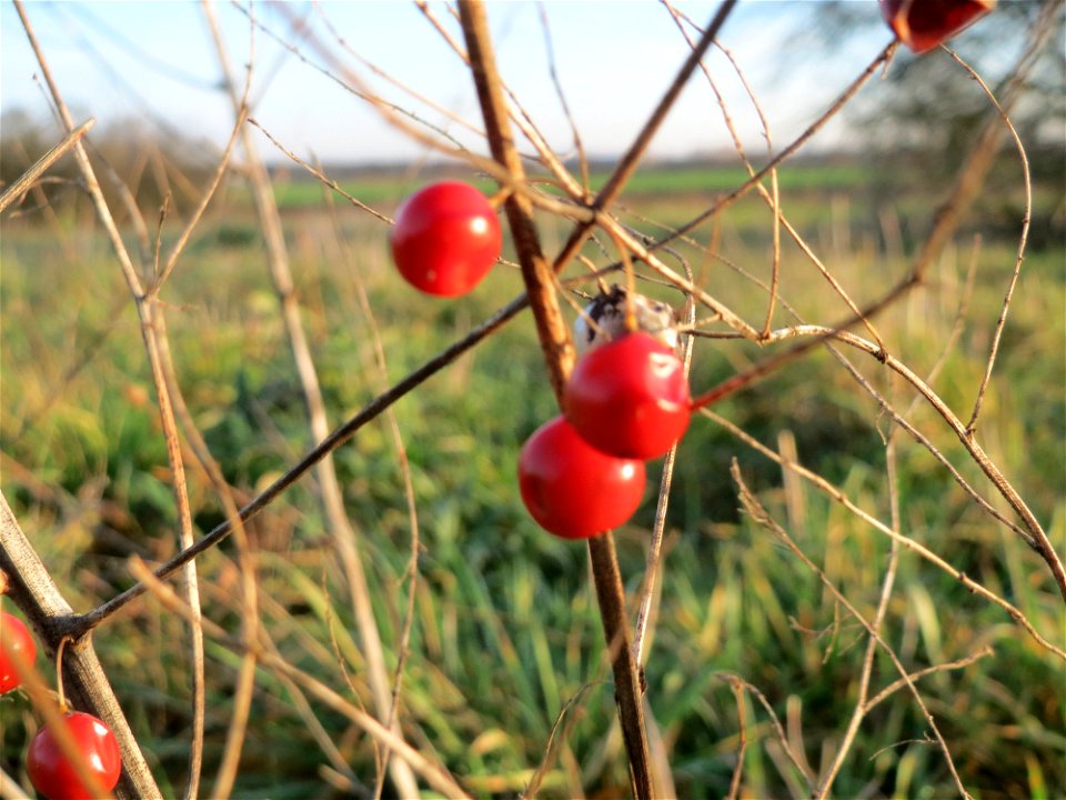 Verwilderter Gemüsespargel (Asparagus officinalis) bei Hockenheim