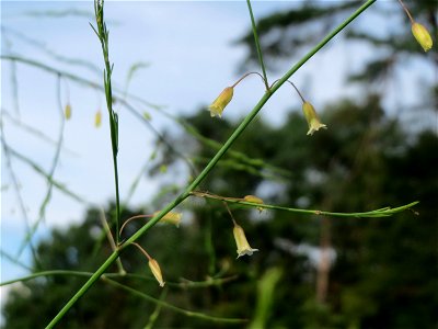 Verwilderter Gemüsespargel (Asparagus officinalis) im Schwetzinger Hardt - an der Bahnstrecke Mannheim-Karlsruhe findet sich ein kleines Sandmagerrasen-Biotop mit typischer Binnendünen-Vegetation