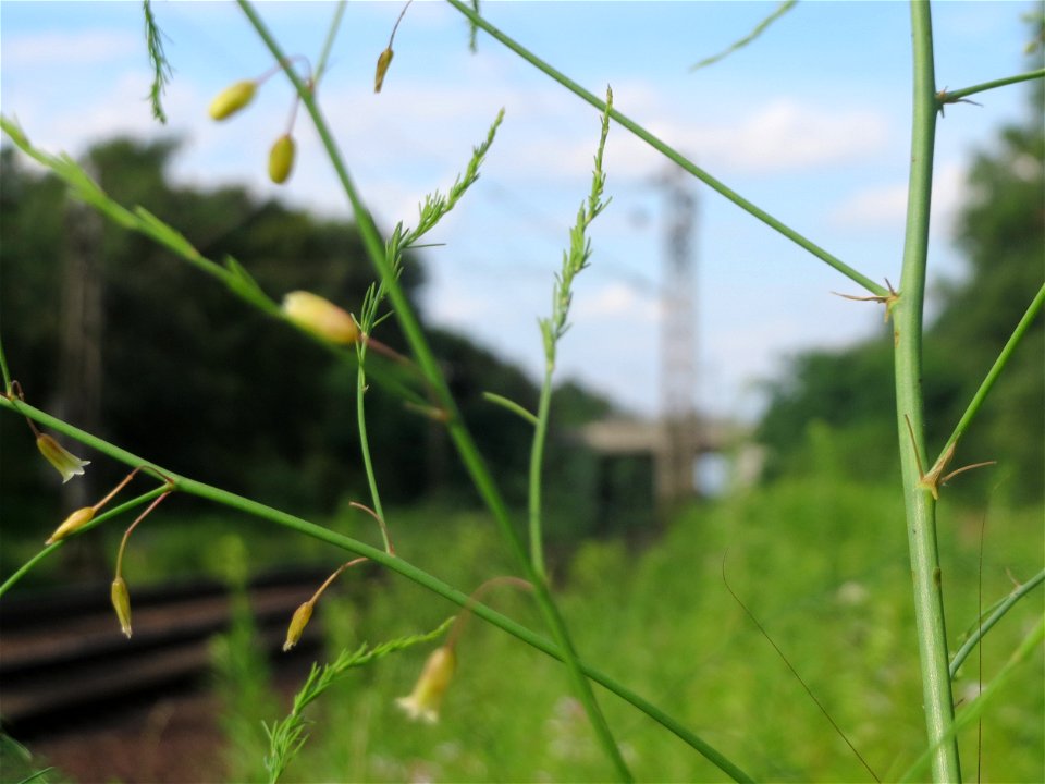 Verwilderter Gemüsespargel (Asparagus officinalis) im Schwetzinger Hardt - an der Bahnstrecke Mannheim-Karlsruhe findet sich ein kleines Sandmagerrasen-Biotop mit typischer Binnendünen-Vegetation
