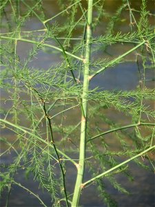 Verwilderter Gemüsespargel (Asparagus officinalis) am Kraichbach in Hockenheim