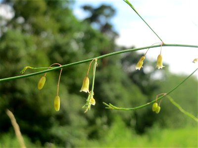 Verwilderter Gemüsespargel (Asparagus officinalis) im Schwetzinger Hardt - an der Bahnstrecke Mannheim-Karlsruhe findet sich ein kleines Sandmagerrasen-Biotop mit typischer Binnendünen-Vegetation