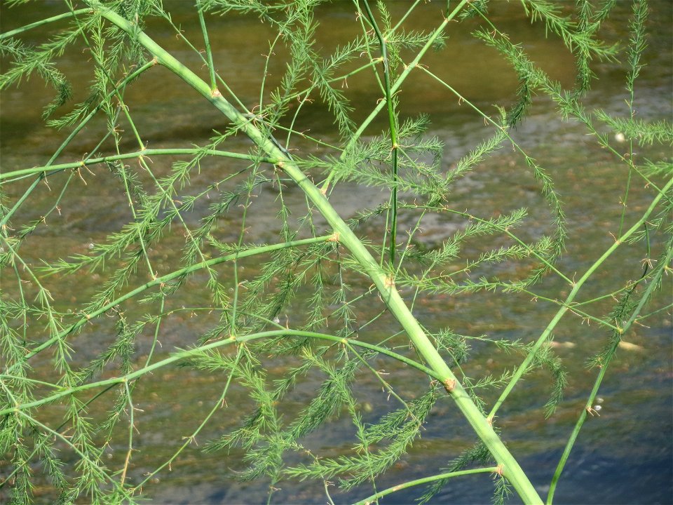 Verwilderter Gemüsespargel (Asparagus officinalis) am Kraichbach in Hockenheim