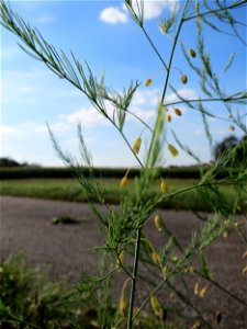 Verwilderter Gemüsespargel (Asparagus officinalis) bei Hockenheim