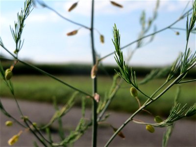 Verwilderter Gemüsespargel (Asparagus officinalis) bei Hockenheim