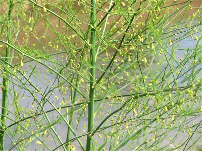 Verwilderter Gemüsespargel (Asparagus officinalis) am Kraichbach in Hockenheim