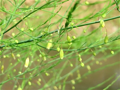 Verwilderter Gemüsespargel (Asparagus officinalis) am Kraichbach in Hockenheim