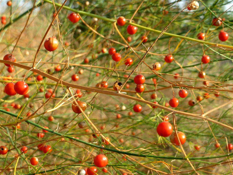 Verwilderter Gemüsespargel (Asparagus officinalis) in Hockenheim-Talhaus