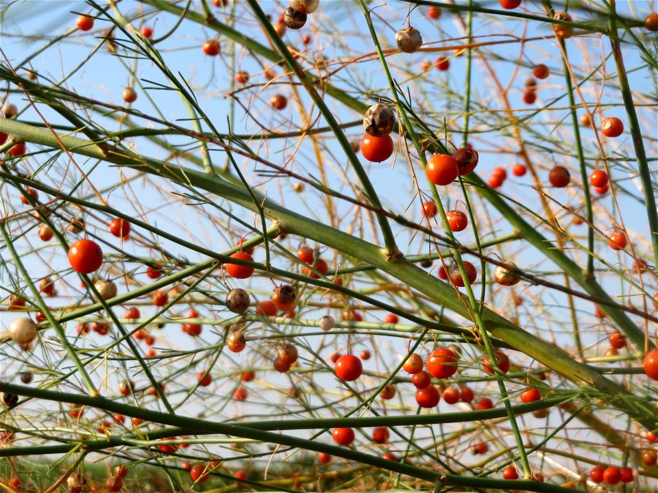 Verwilderter Gemüsespargel (Asparagus officinalis) in Hockenheim-Talhaus
