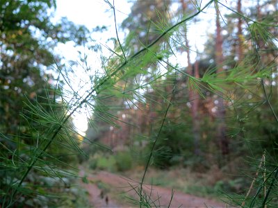 Verwilderter Gemüsespargel (Asparagus officinalis) im Schwetzinger Hardt