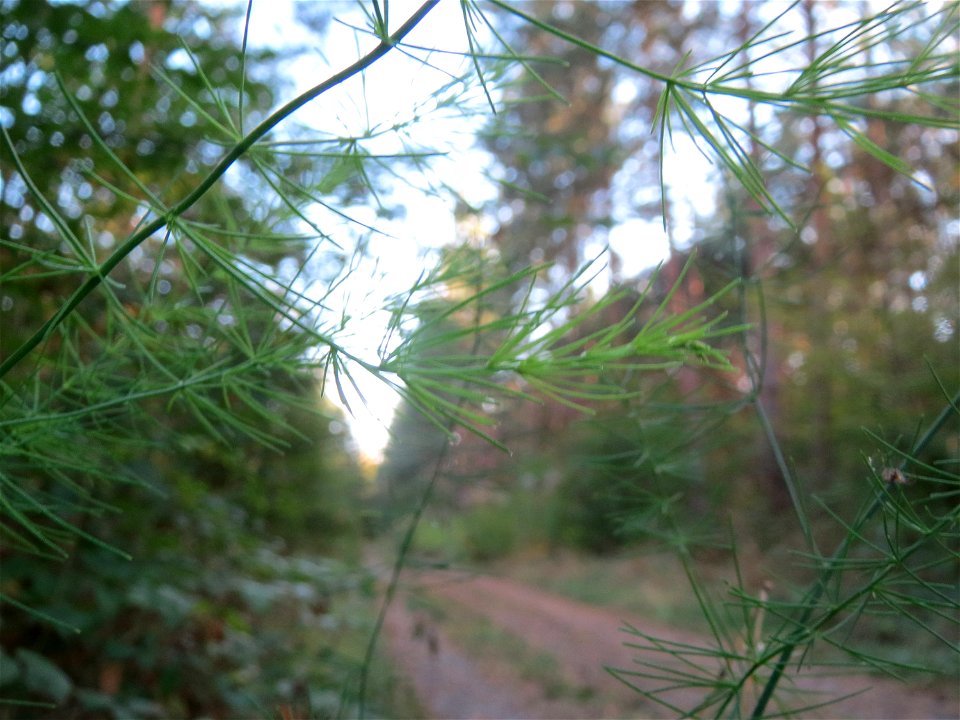 Verwilderter Gemüsespargel (Asparagus officinalis) im Schwetzinger Hardt