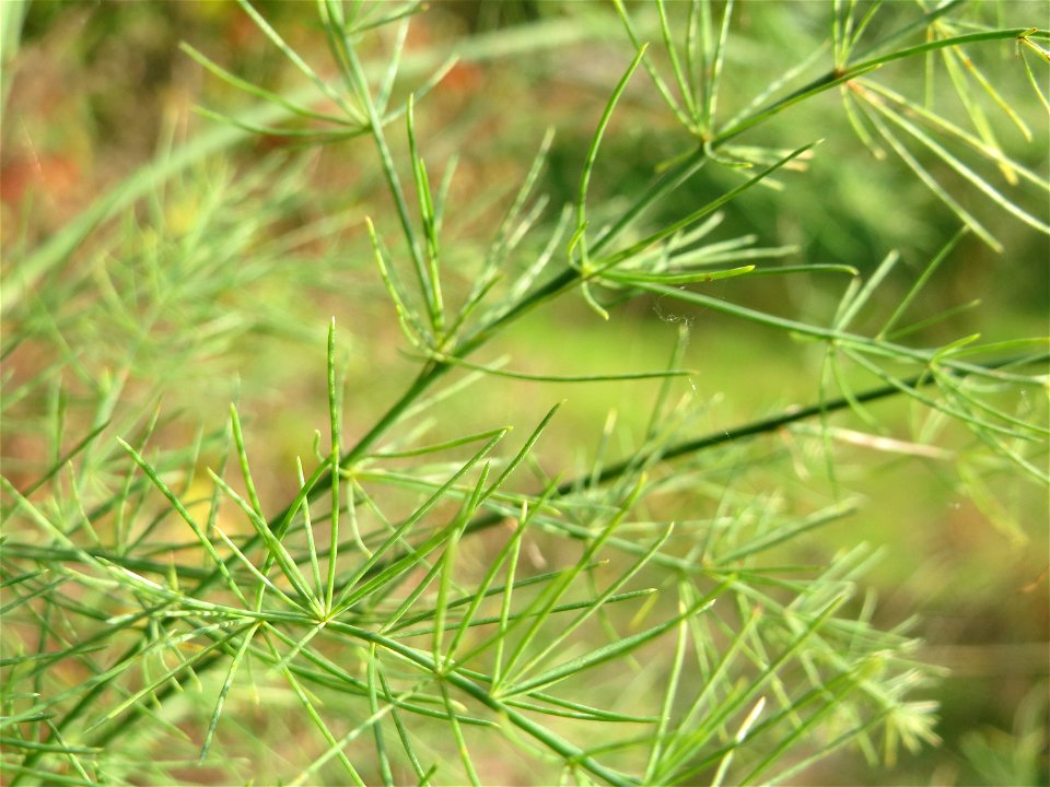 Verwilderter Gemüsespargel (Asparagus officinalis) in Hockenheim