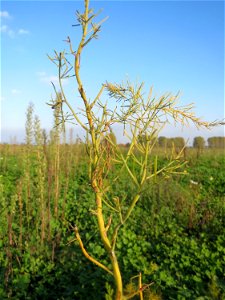 Verwilderter Gemüsespargel (Asparagus officinalis) bei Reilingen