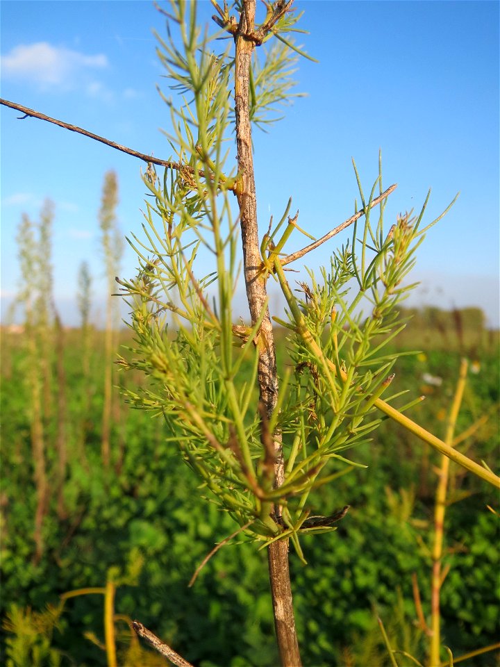 Verwilderter Gemüsespargel (Asparagus officinalis) bei Reilingen
