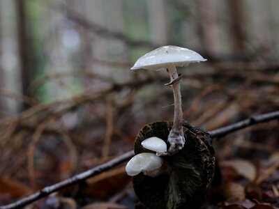 Mushrooms autumn forest oudemansiella mucida