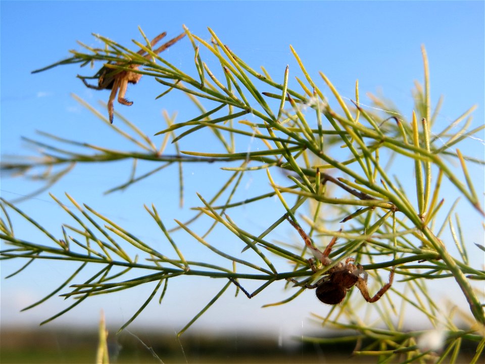 Verwilderter Gemüsespargel (Asparagus officinalis) bei Reilingen