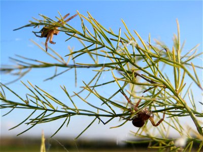 Verwilderter Gemüsespargel (Asparagus officinalis) bei Reilingen