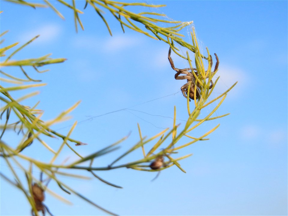 Verwilderter Gemüsespargel (Asparagus officinalis) bei Reilingen