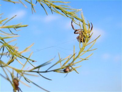 Verwilderter Gemüsespargel (Asparagus officinalis) bei Reilingen