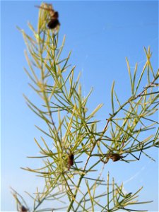 Verwilderter Gemüsespargel (Asparagus officinalis) bei Reilingen