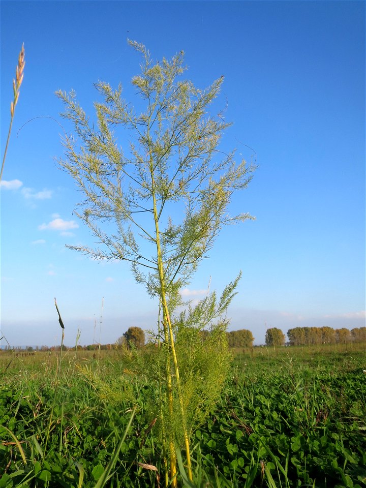 Verwilderter Gemüsespargel (Asparagus officinalis) bei Reilingen
