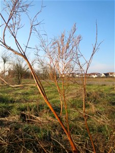 Typische Feldrandvegetation im Dezember: Verwilderter Gemüsespargel (Asparagus officinalis) bei Hockenheim - in einer Spargelregion nichts ungewöhnliches, aber auch weit ab von Spargelfeldern finden s