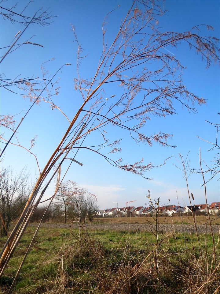 Typische Feldrandvegetation im Dezember: Verwilderter Gemüsespargel (Asparagus officinalis) bei Hockenheim - in einer Spargelregion nichts ungewöhnliches, aber auch weit ab von Spargelfeldern finden s