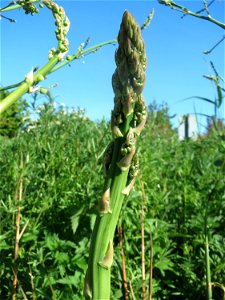 Verwilderter Gemüsespargel (Asparagus officinalis) in den Horststückern im Landschaftsschutzgebiet „Hockenheimer Rheinbogen“