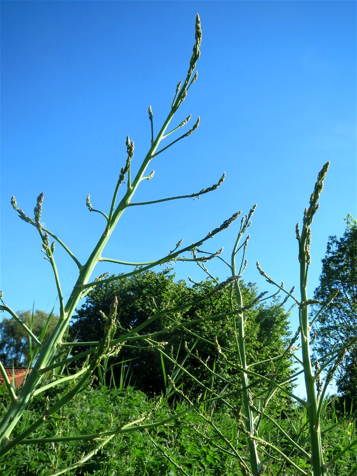 Verwilderter Gemüsespargel (Asparagus officinalis) in den Horststückern im Landschaftsschutzgebiet „Hockenheimer Rheinbogen“