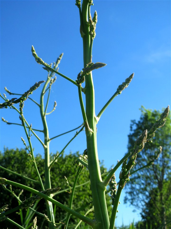 Verwilderter Gemüsespargel (Asparagus officinalis) in den Horststückern im Landschaftsschutzgebiet „Hockenheimer Rheinbogen“