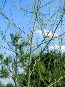Verwilderter Gemüsespargel (Asparagus officinalis) beim Insultheimer Hof im Landschaftsschutzgebiet „Hockenheimer Rheinbogen“